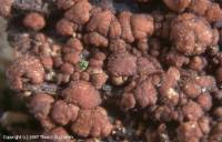 Attēlu rezultāti vaicājumam “Hypocrea rufa”