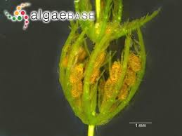Attēlu rezultāti vaicājumam “Chara globularis”