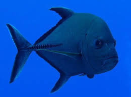 Image result for Caranx lugubris