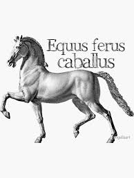 Attēlu rezultāti vaicājumam “Equus ferus caballus”