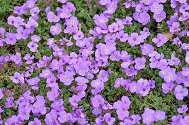 Attēlu rezultāti vaicājumam “Aubrieta deltoidea”