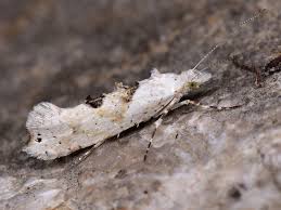 Attēlu rezultāti vaicājumam “Ypsolopha asperella”