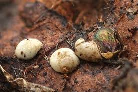 Attēlu rezultāti vaicājumam “Didymium difforme”