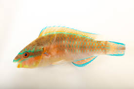 Image result for Scarus taeniopterus