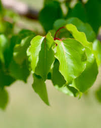 Attēlu rezultāti vaicājumam “Prunus armeniaca leaf”