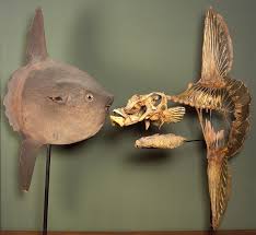 Image result for Mola mola