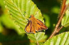 Attēlu rezultāti vaicājumam “Ochlodes sylvanus male”