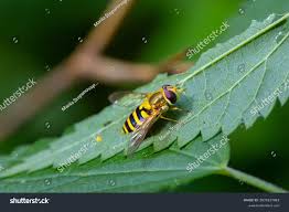 Attēlu rezultāti vaicājumam “Brachycera”