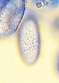 Attēlu rezultāti vaicājumam “Miladina lecithina”