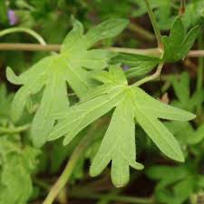 Attēlu rezultāti vaicājumam “Geranium pusillum leaf”