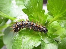 Attēlu rezultāti vaicājumam “Argynnis paphia larva”