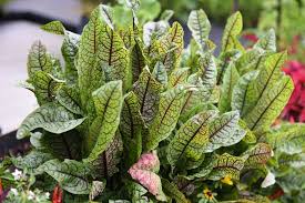Image result for Rumex sanguineum