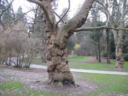 Attēlu rezultāti vaicājumam “Platanus x hispanica (syn. Platanus x acerifolia)”