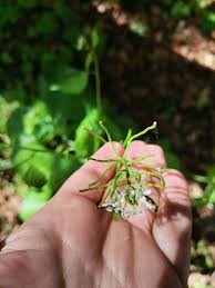 Attēlu rezultāti vaicājumam “Cardamine impatiens”