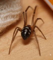 Attēlu rezultāti vaicājumam “Steatoda grossa”