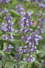 Attēlu rezultāti vaicājumam “Nepeta x faassenii flower”