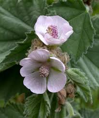 Image result for Althaea officinalis