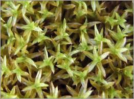 Attēlu rezultāti vaicājumam “Barbula unguiculata”