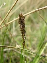 Attēlu rezultāti vaicājumam “Carex disticha”