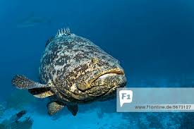 Image result for Epinephelus itajara