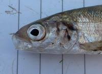 Image result for Coregonus albula