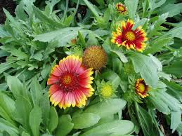 Image result for Gaillardia