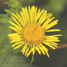 Attēlu rezultāti vaicājumam “Inula britannica”