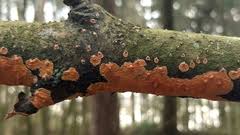 Attēlu rezultāti vaicājumam “Peniophora laurentii”