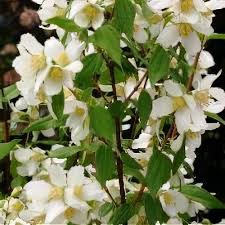 Attēlu rezultāti vaicājumam “Philadelphus lemoinei flower”