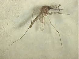 Attēlu rezultāti vaicājumam “Culex pipiens”