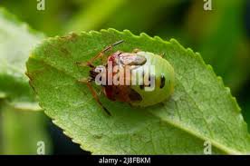Attēlu rezultāti vaicājumam “Elasmucha ferrugata”