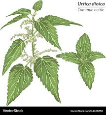 Attēlu rezultāti vaicājumam “Urtica dioica leaf”