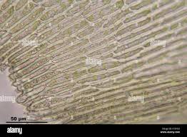 Attēlu rezultāti vaicājumam “Anomodon attenuatus”