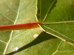 Attēlu rezultāti vaicājumam “Populus x canadensis”