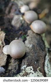 Attēlu rezultāti vaicājumam “Lycogala flavofuscum spores”