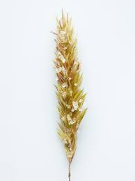 Attēlu rezultāti vaicājumam “Anthoxanthum odoratum”