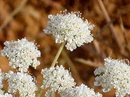 Attēlu rezultāti vaicājumam “Oenanthe aquatica flower”