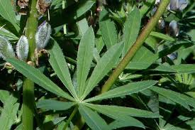 Attēlu rezultāti vaicājumam “Lupinus polyphyllus leaf”