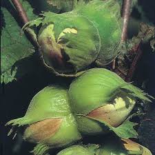 Attēlu rezultāti vaicājumam “Corylus avellana fruit”