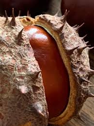 Attēlu rezultāti vaicājumam “Aesculus hippocastanum fruit”