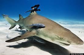 Image result for sharks lasers