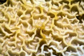 Attēlu rezultāti vaicājumam “Didymium serpula macro”