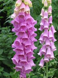 Image result for Digitalis lanata