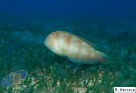 Image result for Xyrichtys novacula