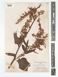 Attēlu rezultāti vaicājumam “Rumex aquaticus leaf”