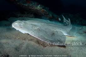 Image result for Squatina squatina