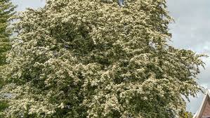 Attēlu rezultāti vaicājumam “Crataegus monogyna”