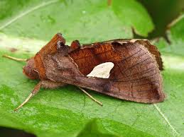 Attēlu rezultāti vaicājumam “Autographa excelsa”