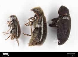 Attēlu rezultāti vaicājumam “Anobiidae”