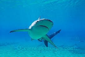 Image result for Carcharhinus obscurus